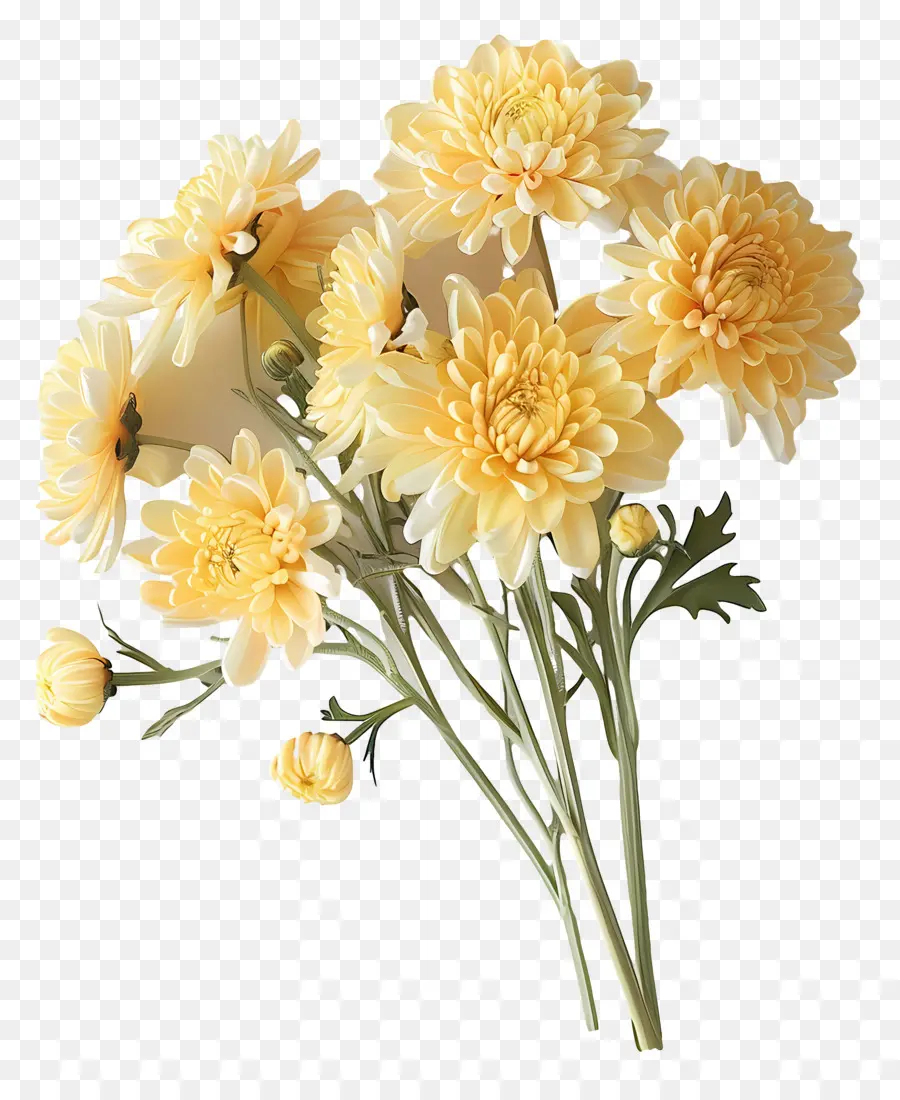хризантемы цветы，Желтые хризантемы PNG