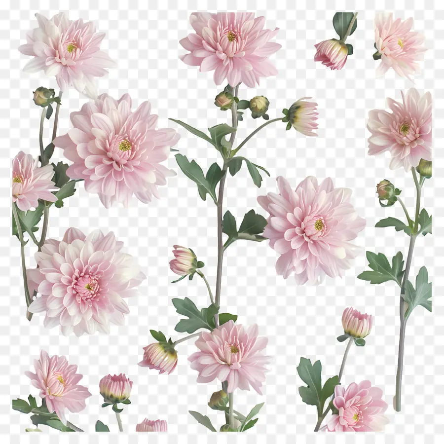 хризантемы цветы，Розовые хризантемы PNG