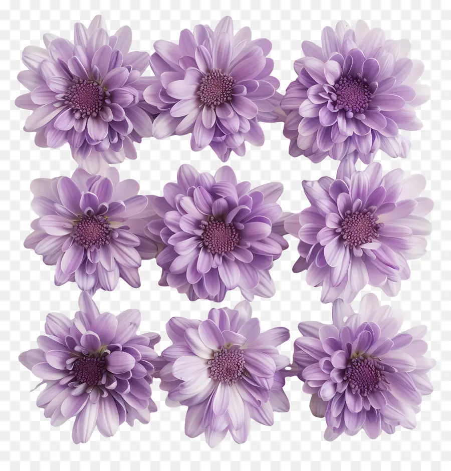 хризантемы цветы，Фиолетовые ромашки PNG