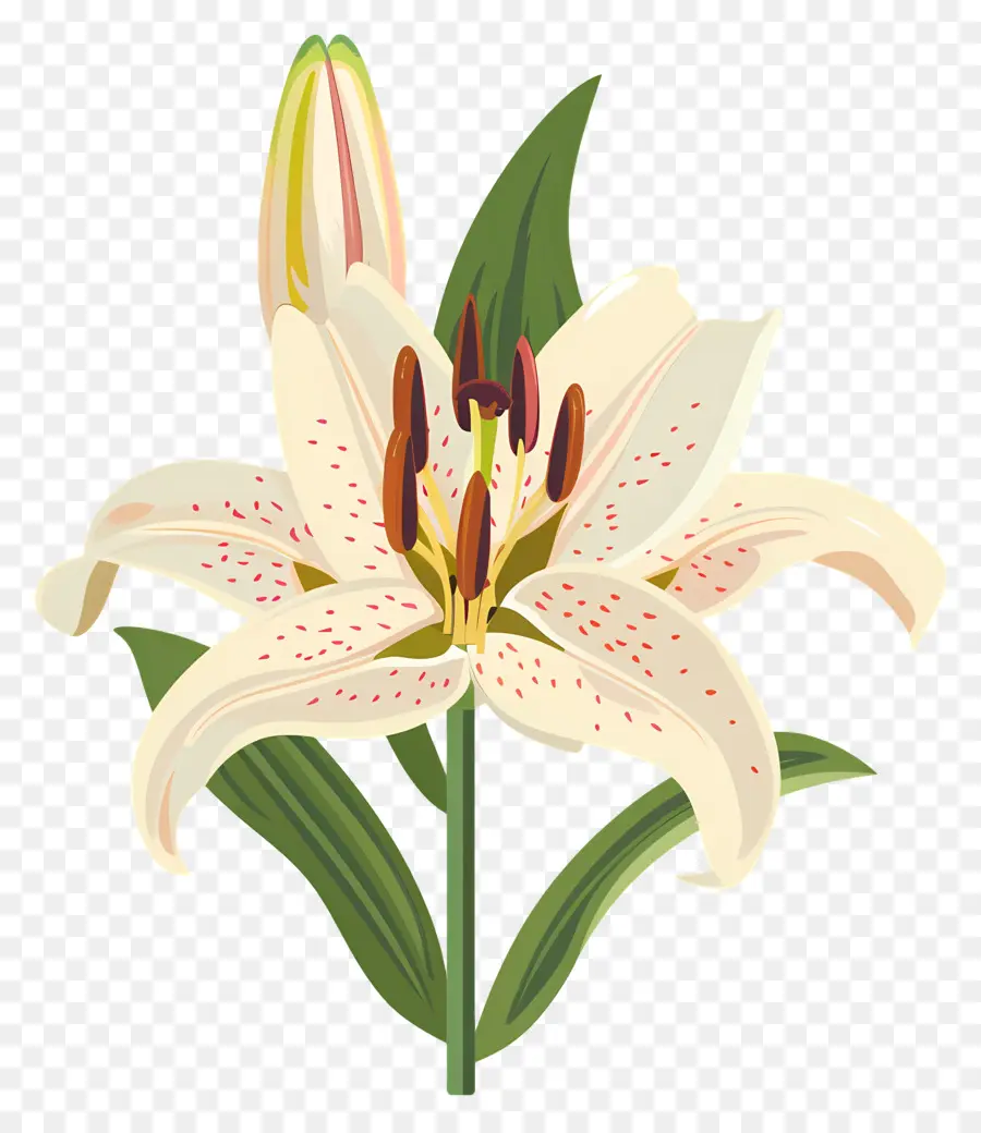 цветок лилии，белая Лилия PNG
