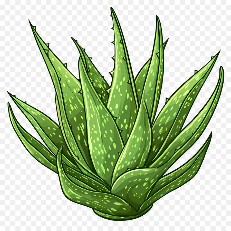 алоэ вера，Aloe Vera Plant PNG