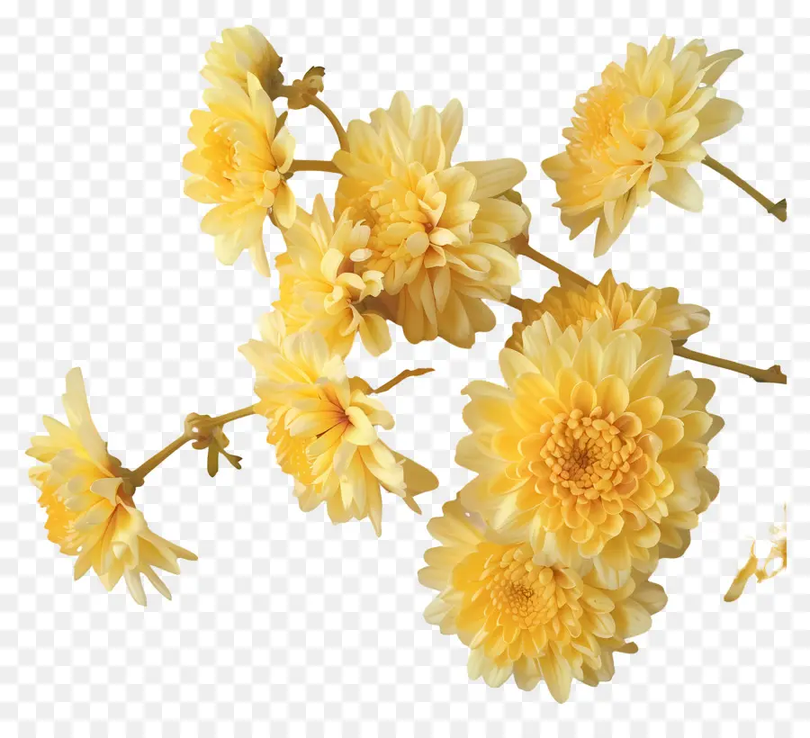 хризантемы цветы，Хризантемы PNG