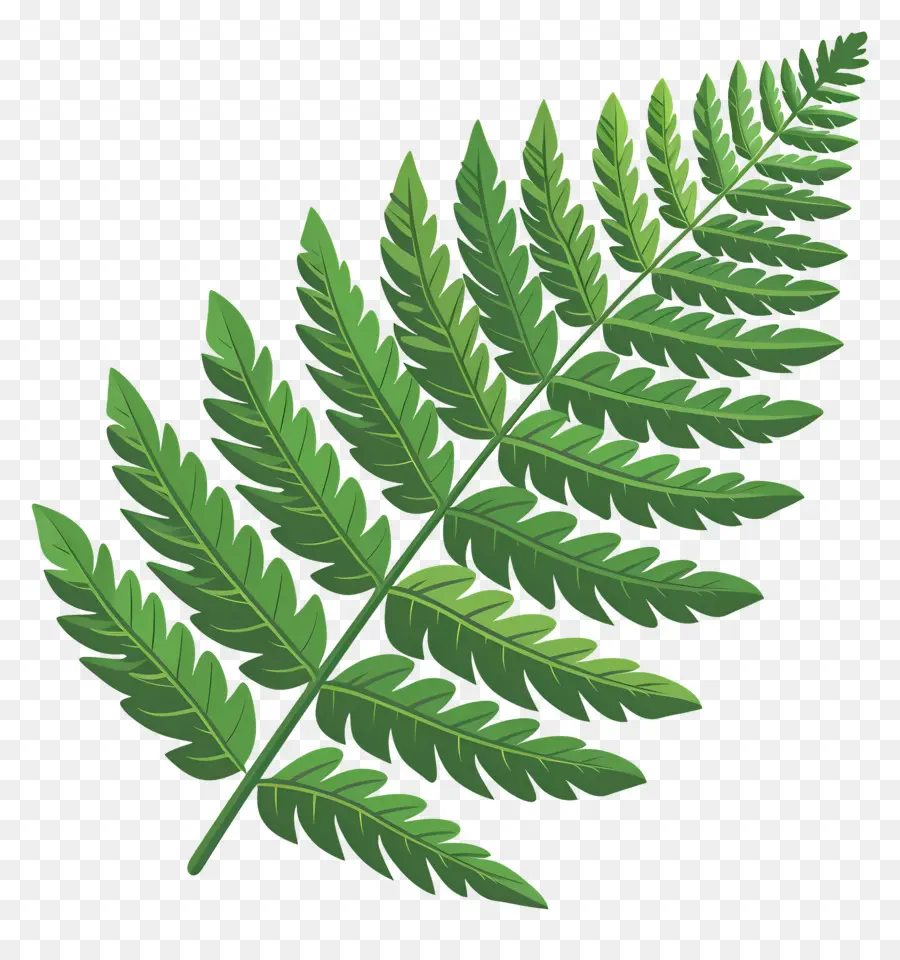 папоротник лист，Green Background PNG