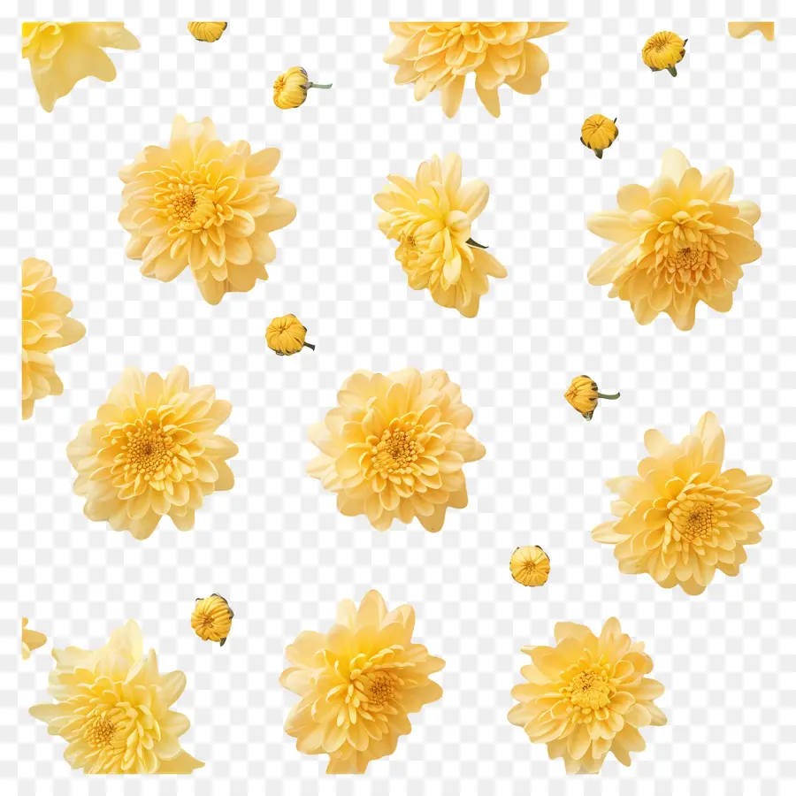 хризантемы цветы，желтые цветы PNG