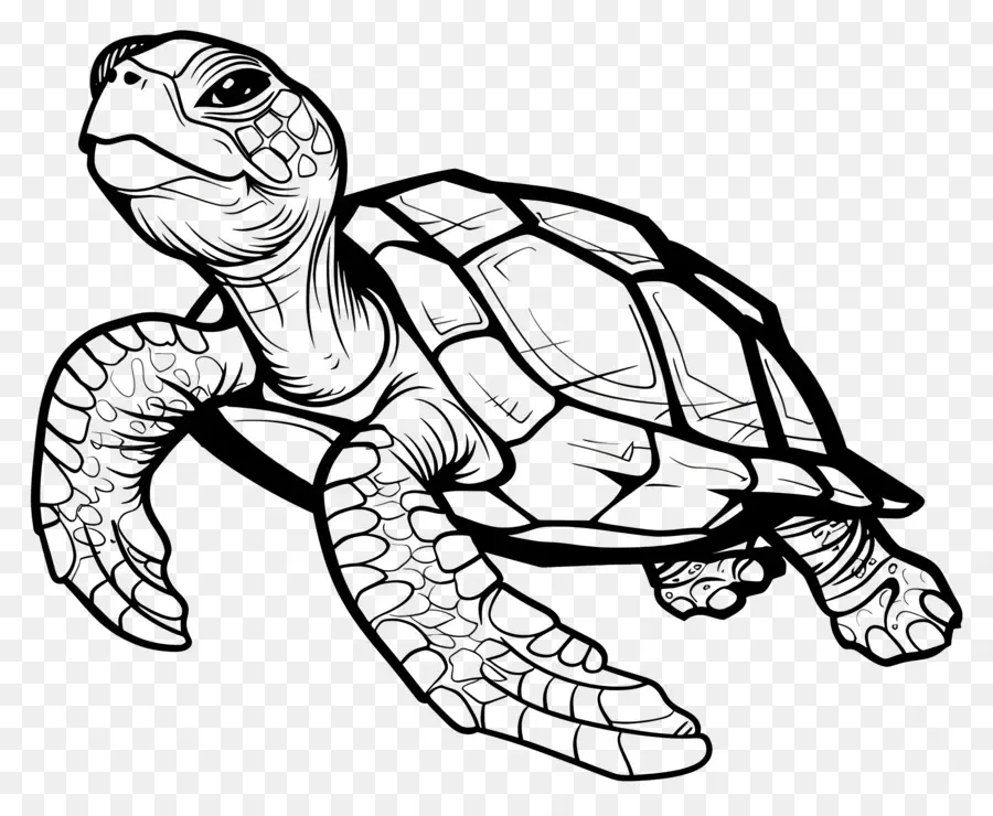 черепаха，Морская черепаха PNG