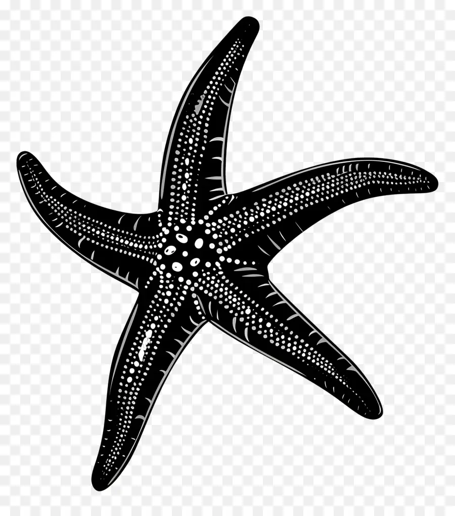 Силуэт звезда，Морская звезда PNG