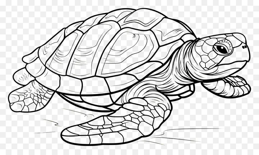 черепаха，Плавание PNG
