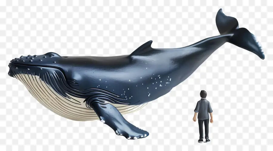 Наблюдение за китами ，Кит PNG