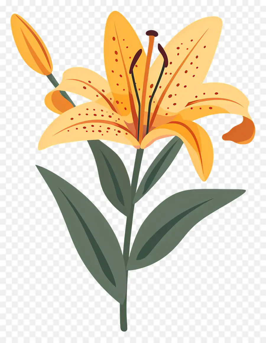 цветок лилии，Лили PNG