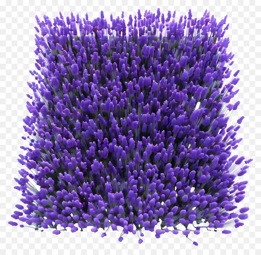 Поле лаванды，фиолетовые цветы PNG