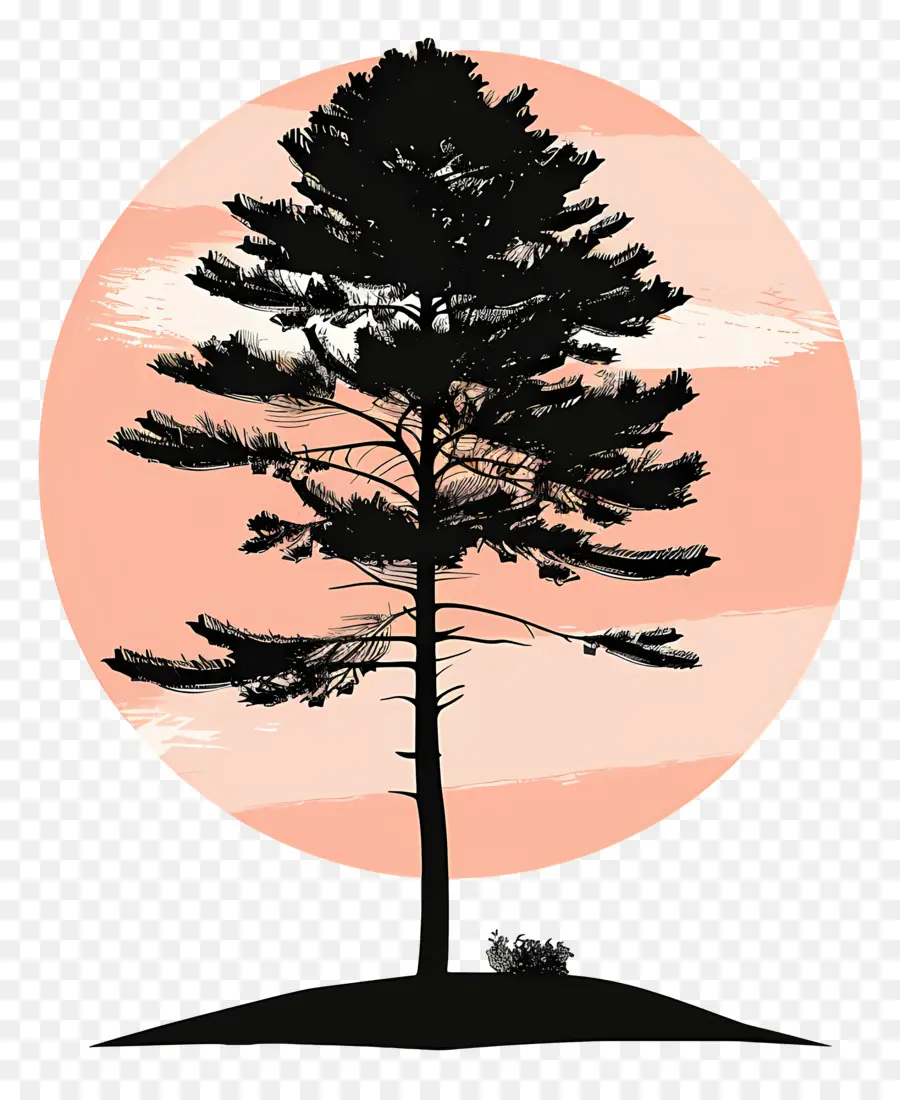 силуэт сосны дерево ，Pine Tree PNG