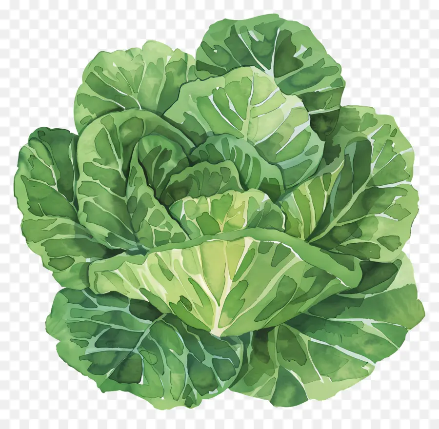Lettuce，капуста лист PNG