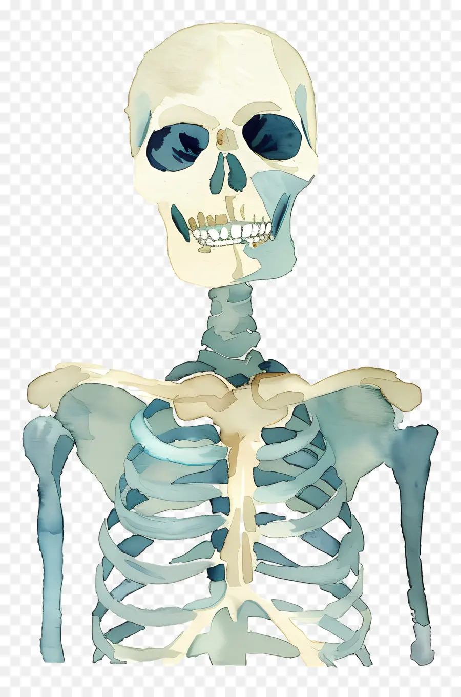 Скелет，Bones PNG