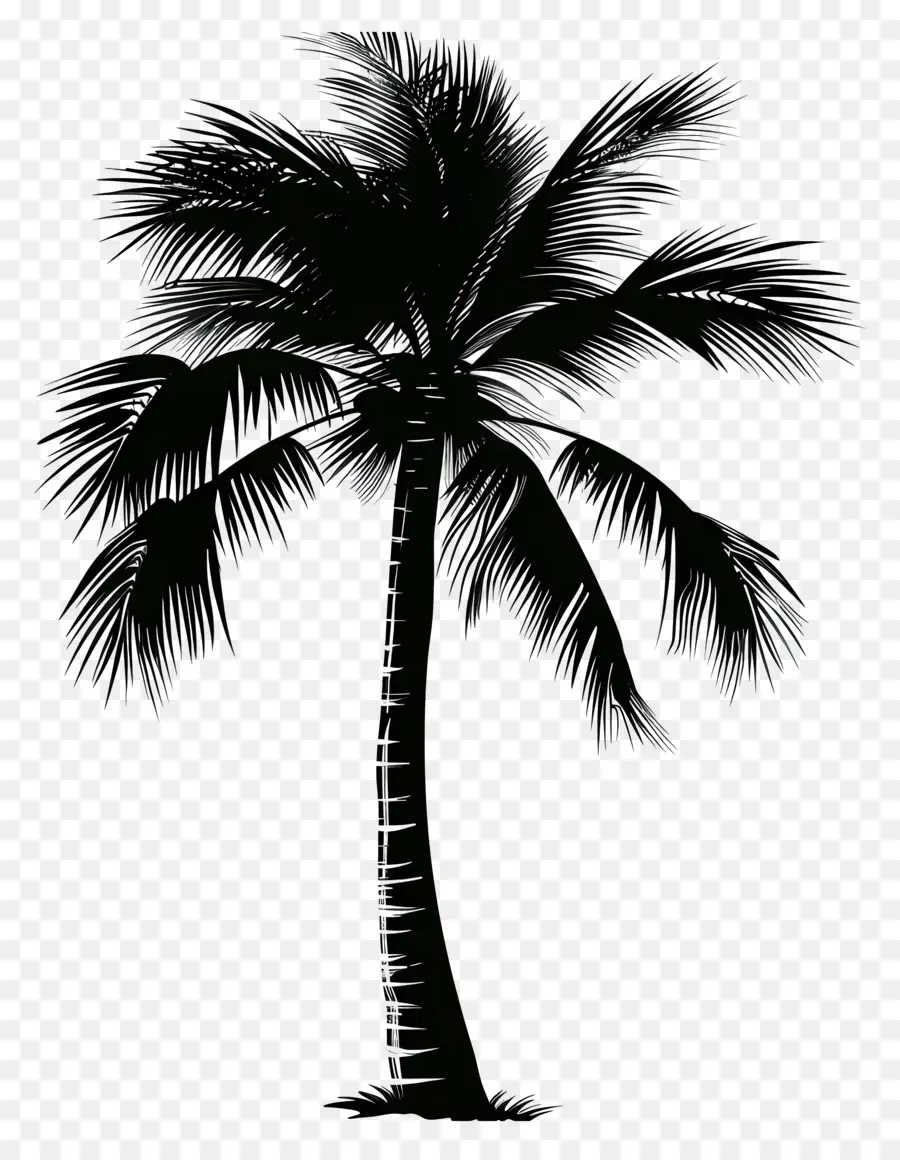 пальмовое дерево силуэт ，пальму PNG