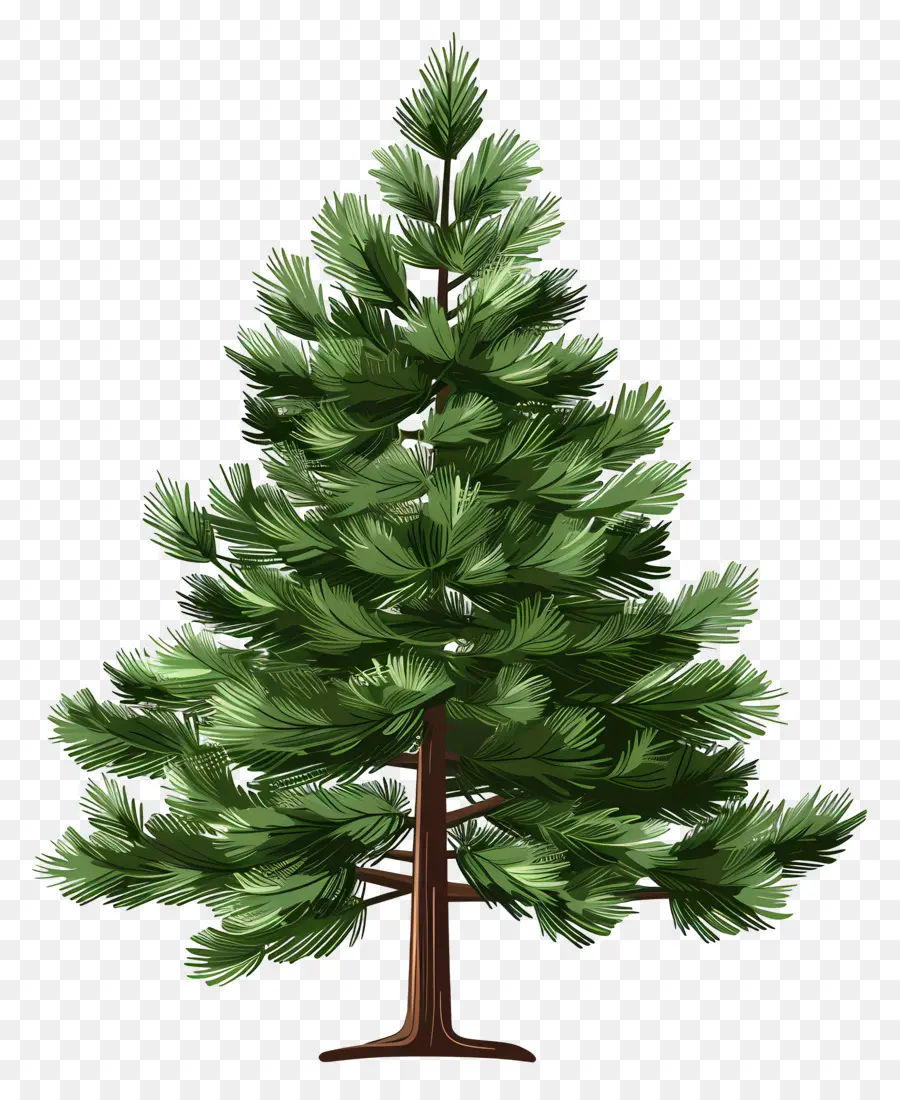 Pine Tree，филиалы PNG