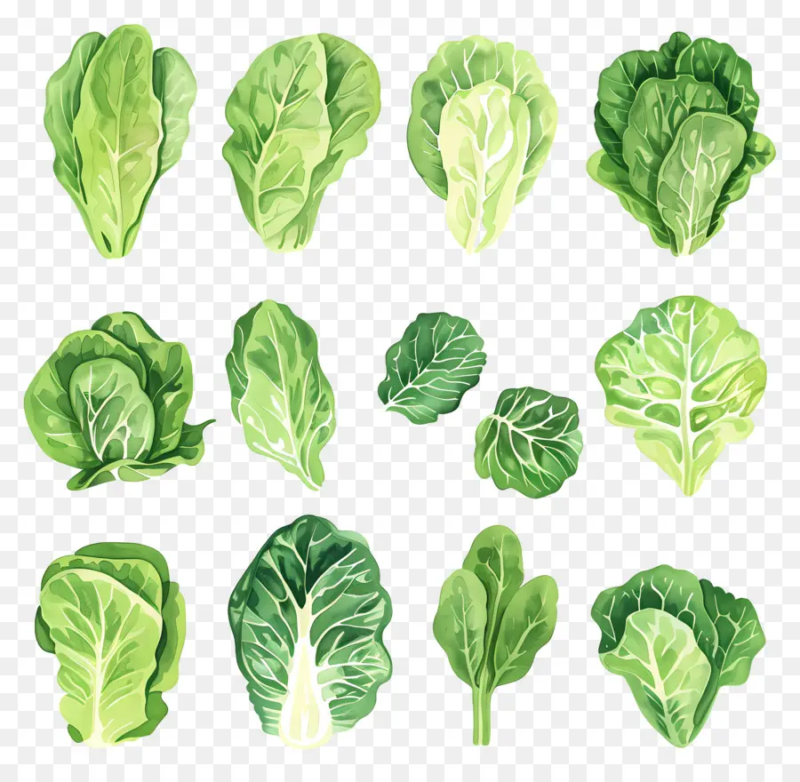 Lettuce，акварельные иллюстрации PNG