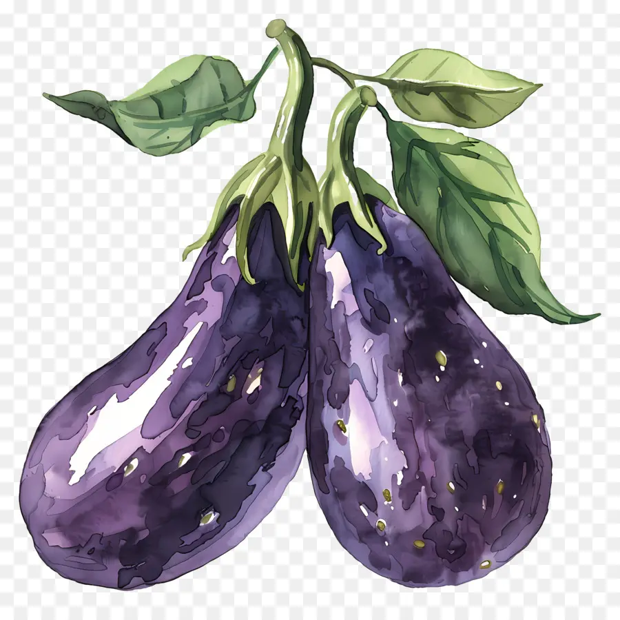 Баклажаны，фиолетовый PNG