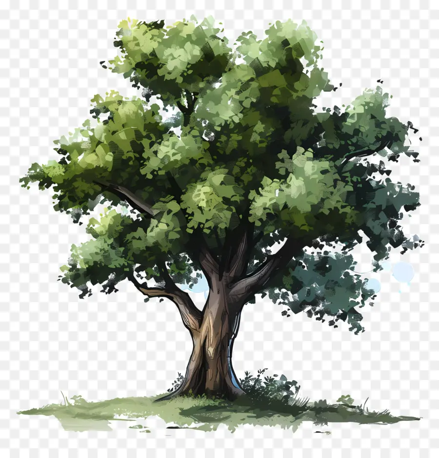 Oak Tree，живопись PNG