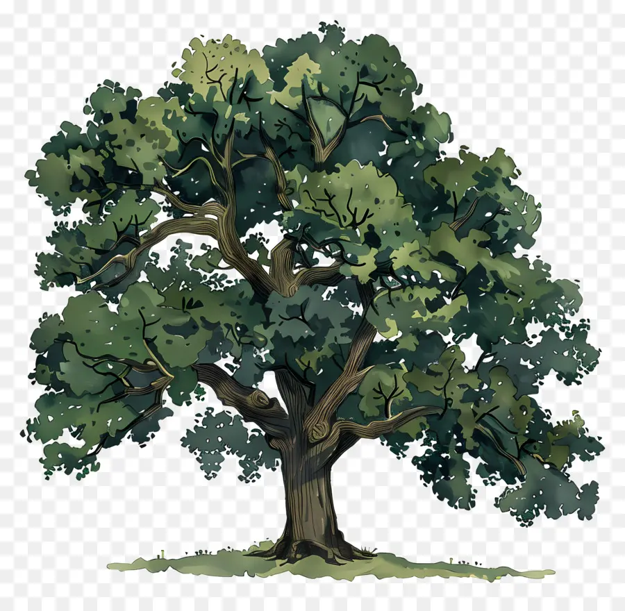 Oak Tree，листья PNG