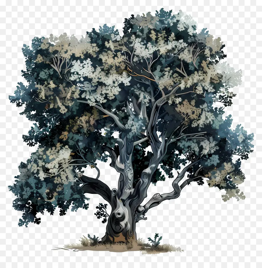 Oak Tree，оливковое дерево PNG