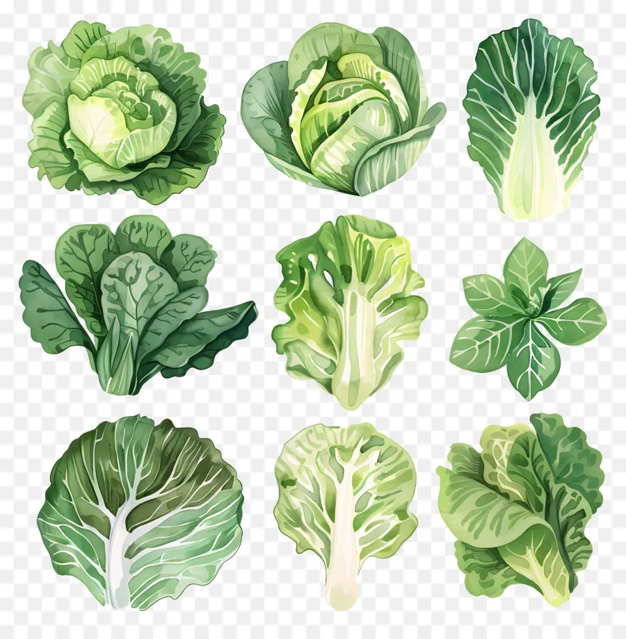 Lettuce，Зеленые листовые овощи PNG