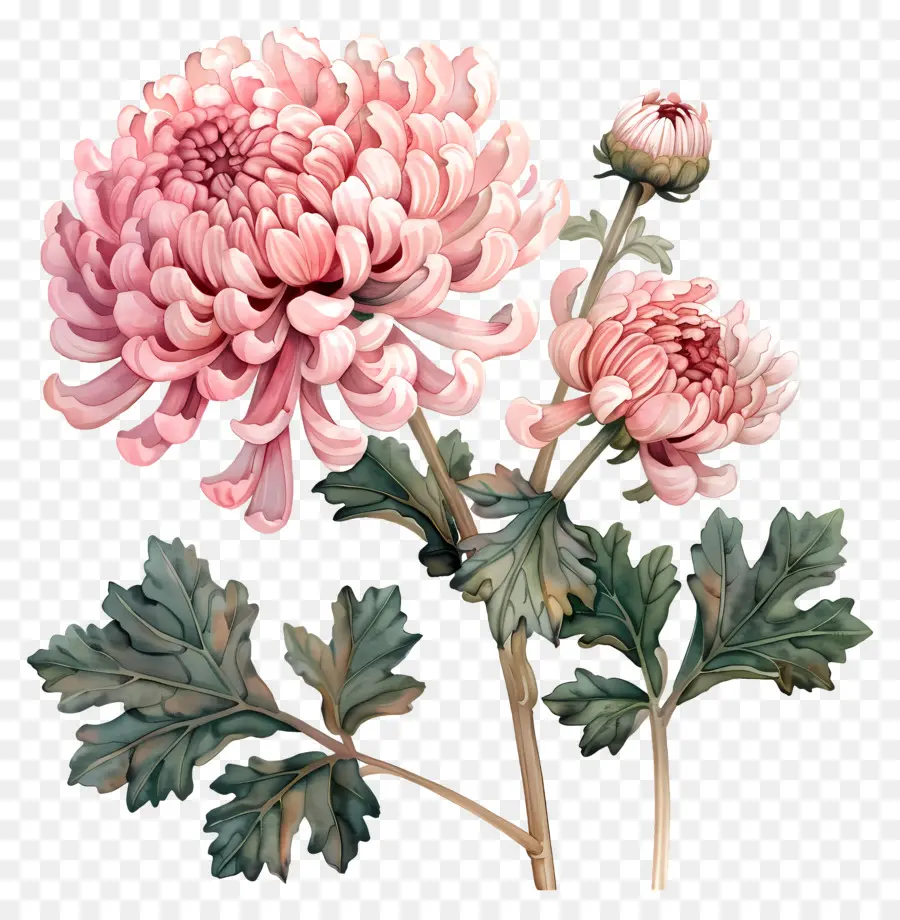 Хризантема，розовый цветок PNG