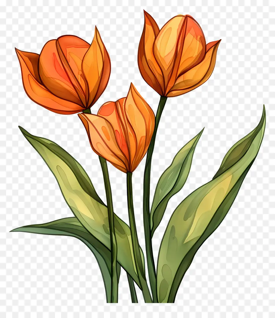 тюльпаны，цветы PNG