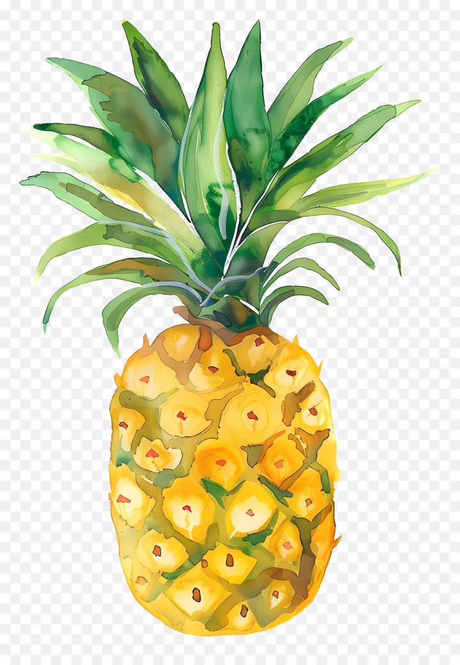 Pineapple，акварельная живопись PNG