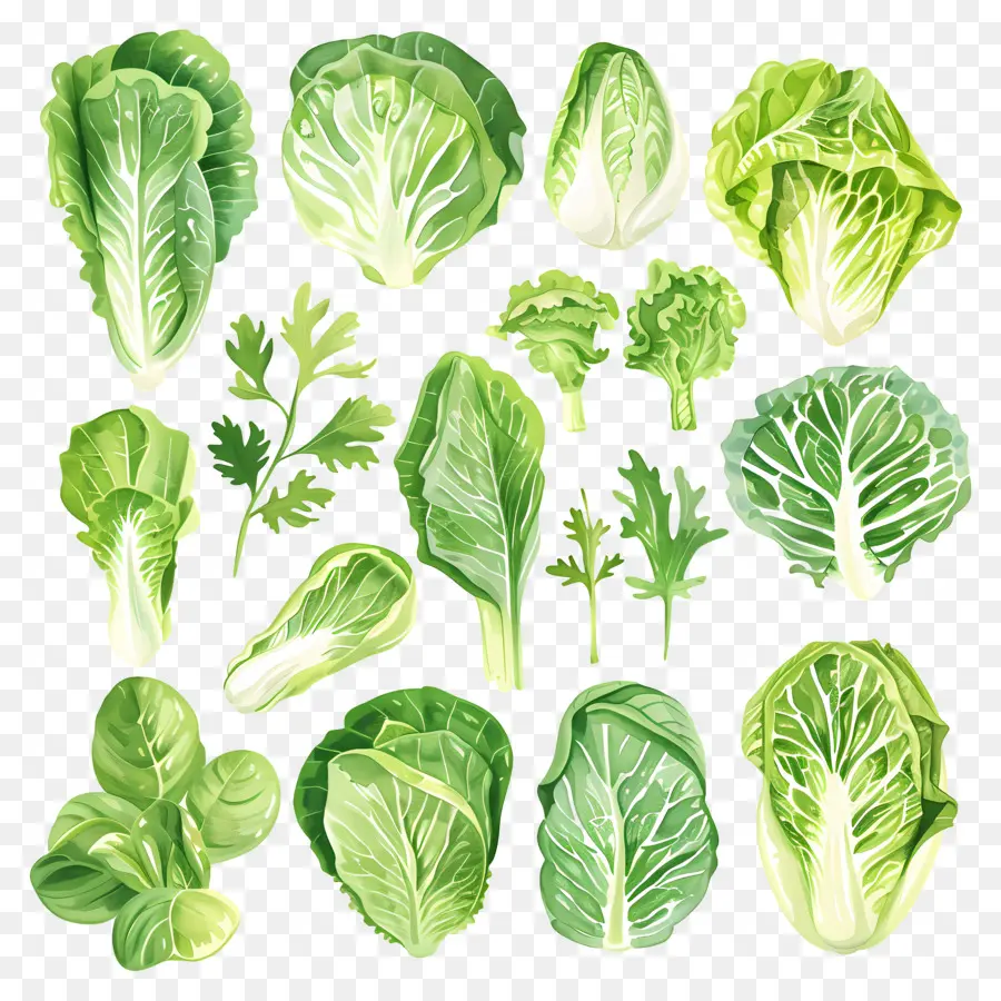 Lettuce，зеленые овощи PNG