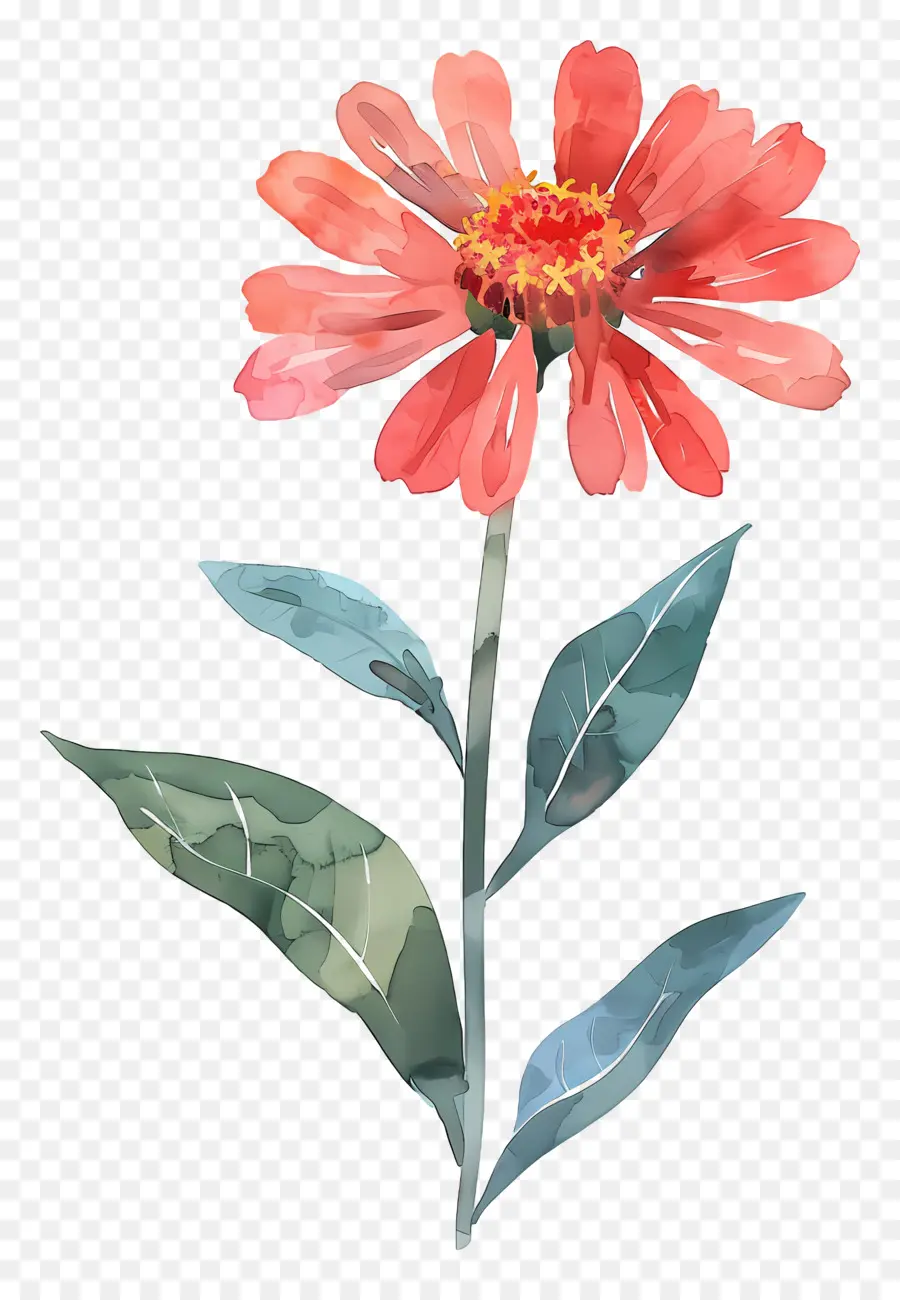 Цинния，красный цветок PNG