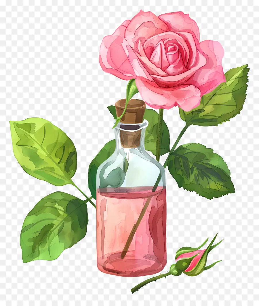 Розовое масло，Pink Rose PNG