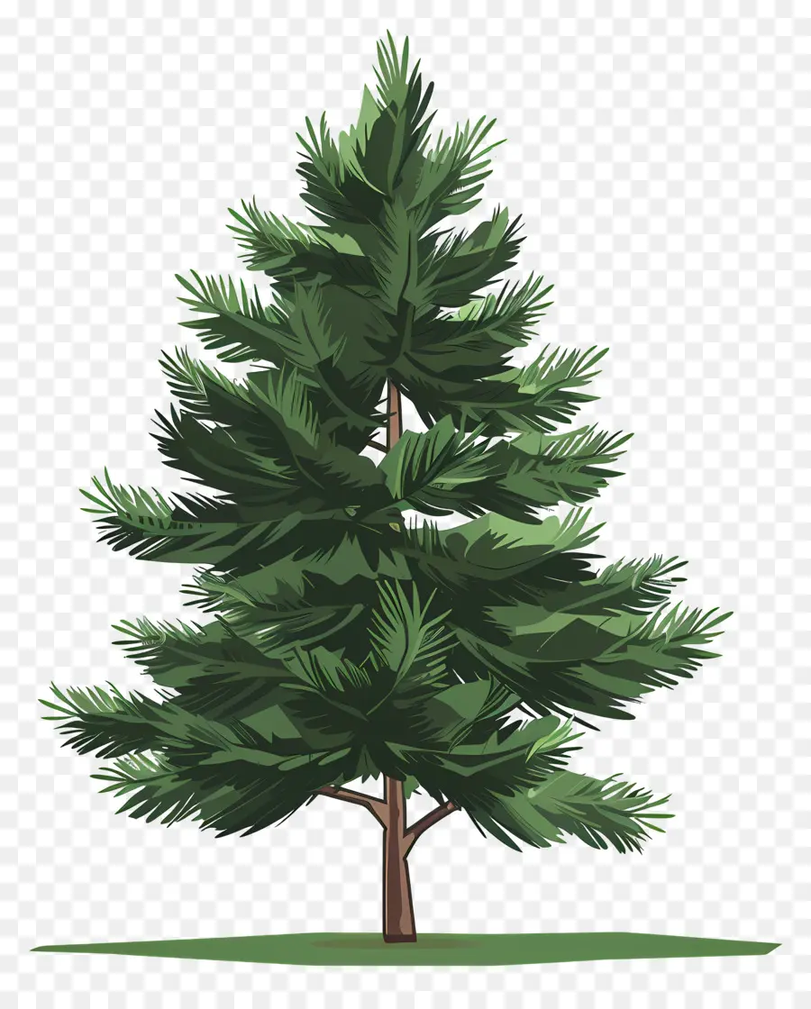 Pine Tree，Вечнозеленые PNG
