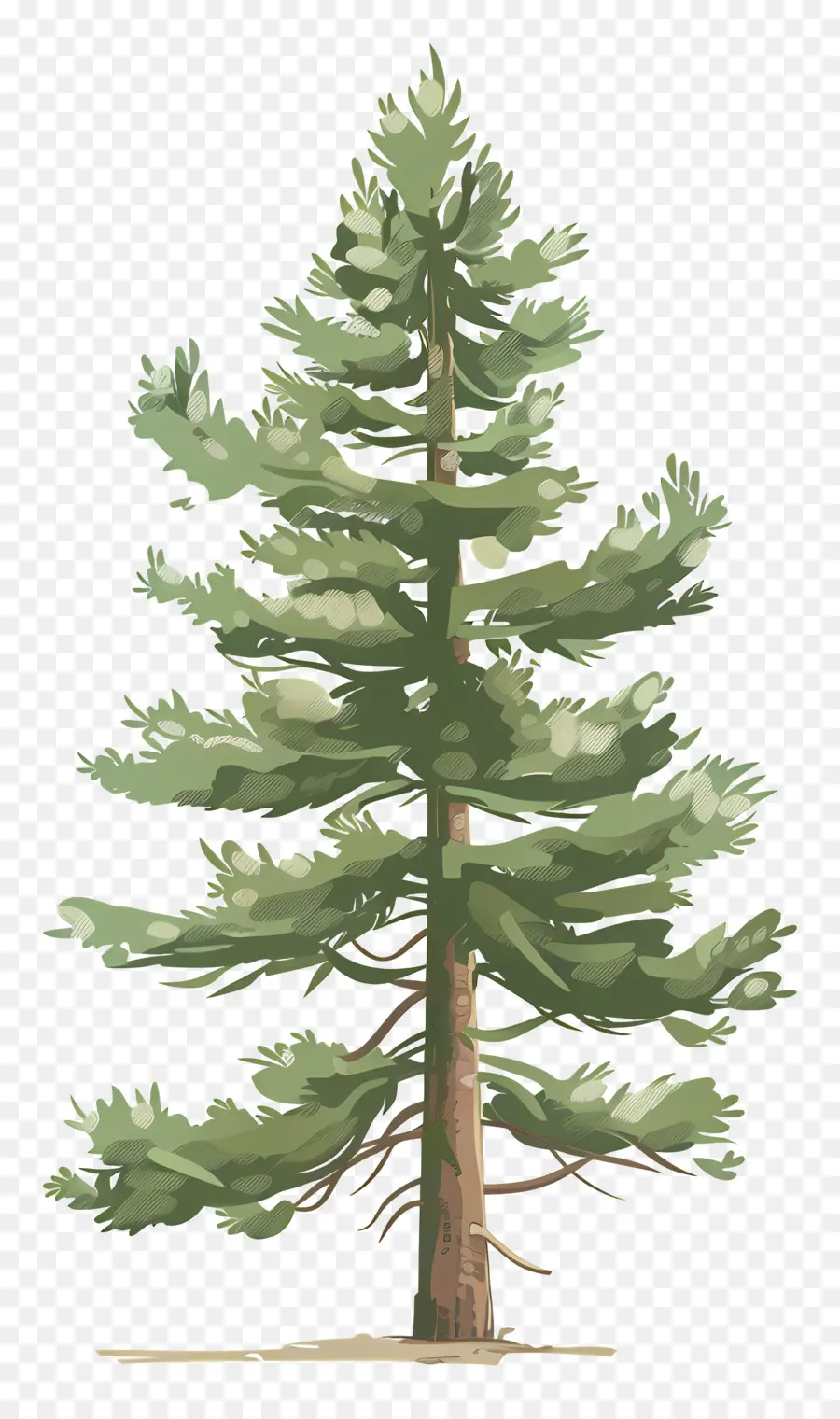 Pine Tree，лес PNG