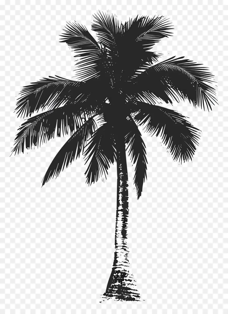 пальмовое дерево силуэт ，пальму PNG
