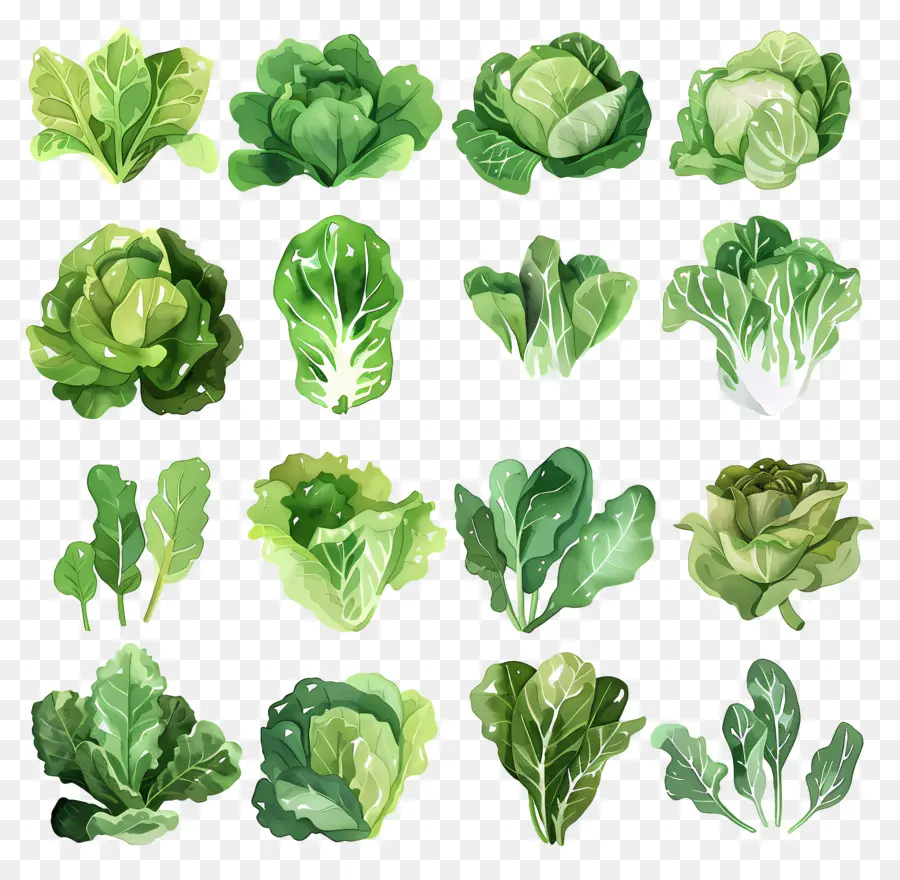 Lettuce，Свежая зелень PNG