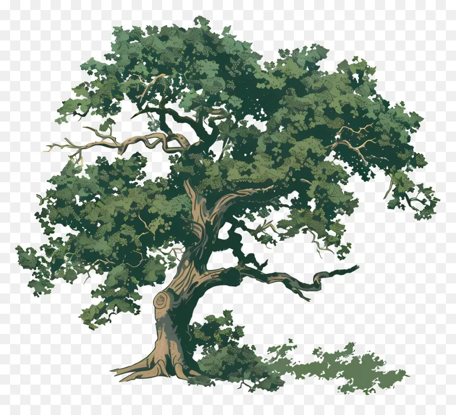 Oak Tree，филиалы PNG