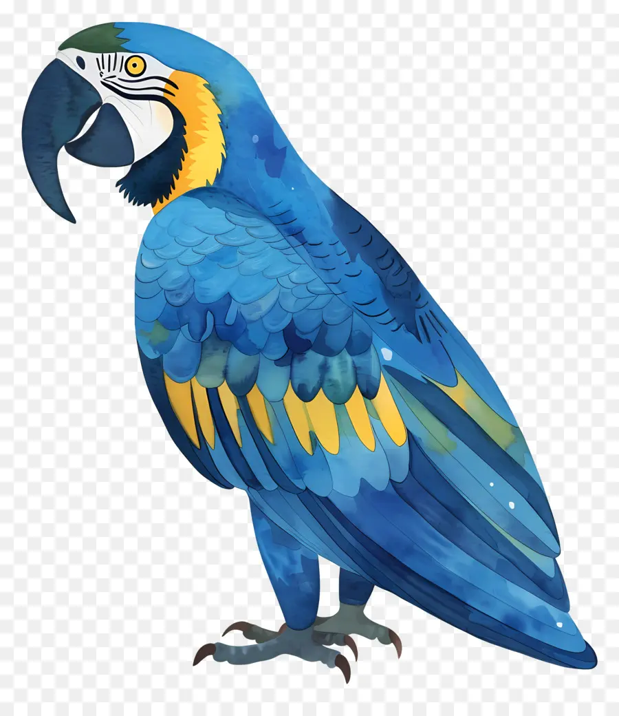 Ара，синий и желтый попугай PNG