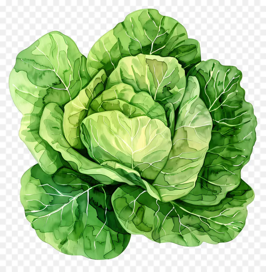 Lettuce，Капуста PNG