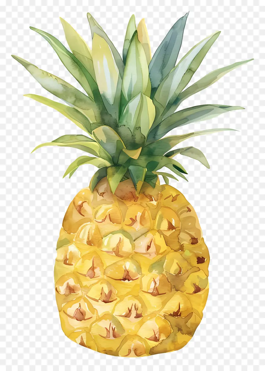 Pineapple，акварельная живопись PNG