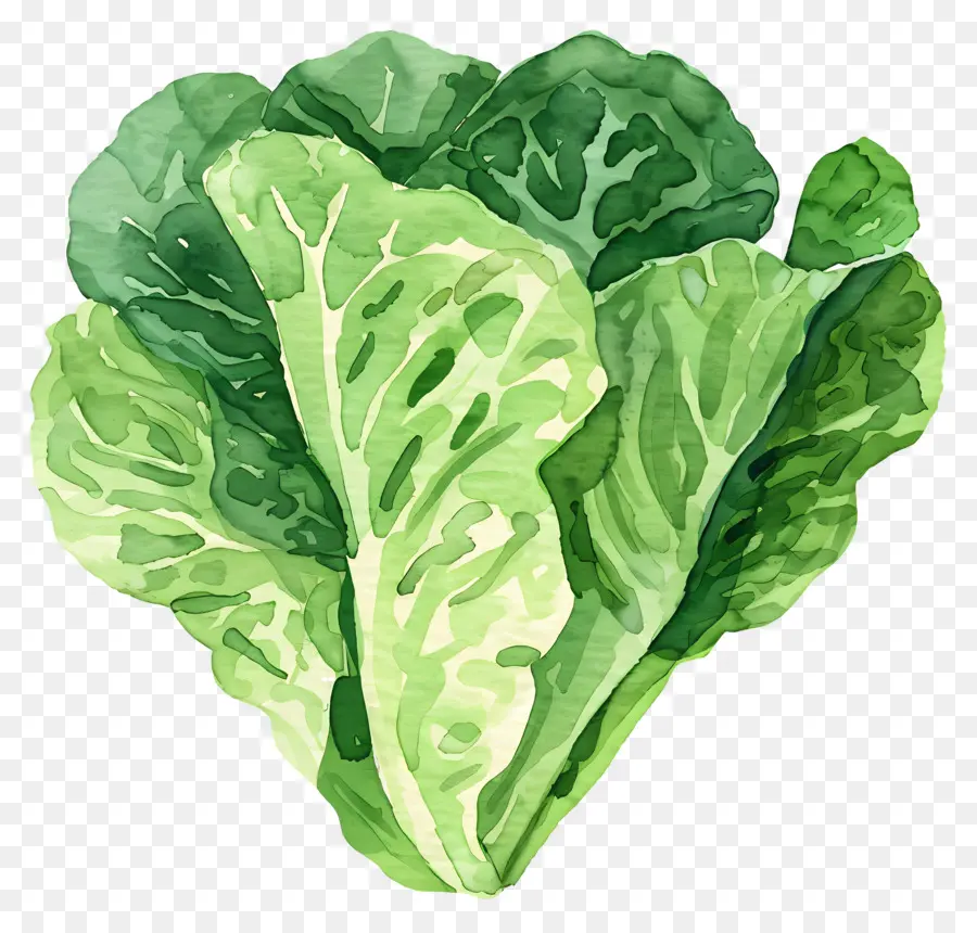 Lettuce，Зеленые листовые овощи PNG