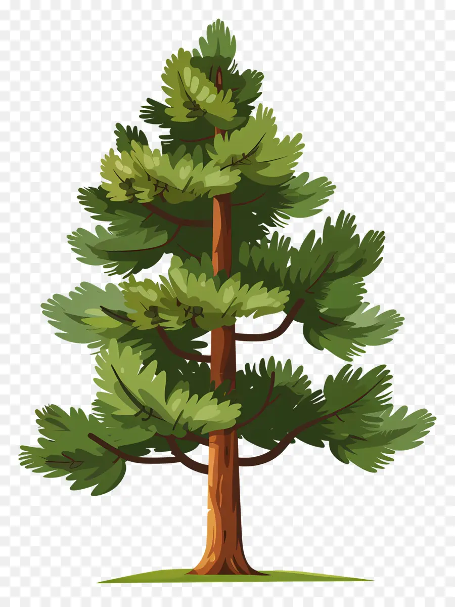 Pine Tree，хвойные PNG