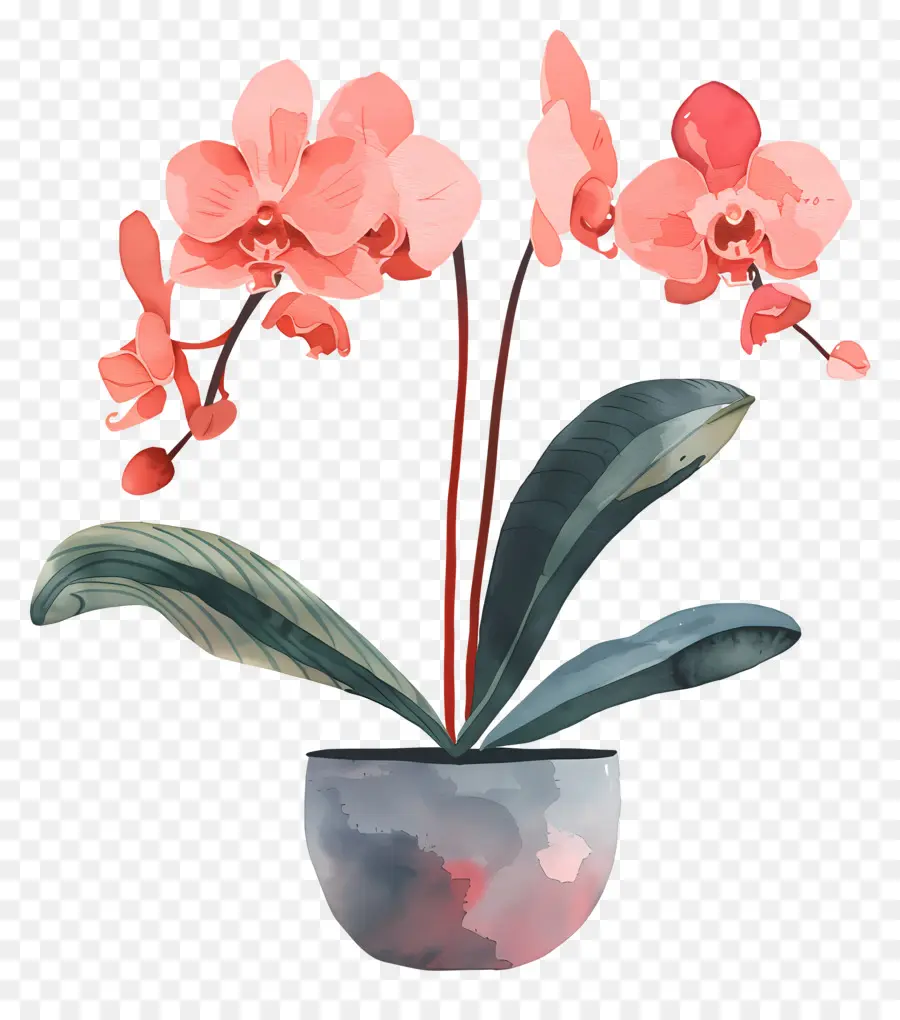 орхидея，Розовые цветы PNG