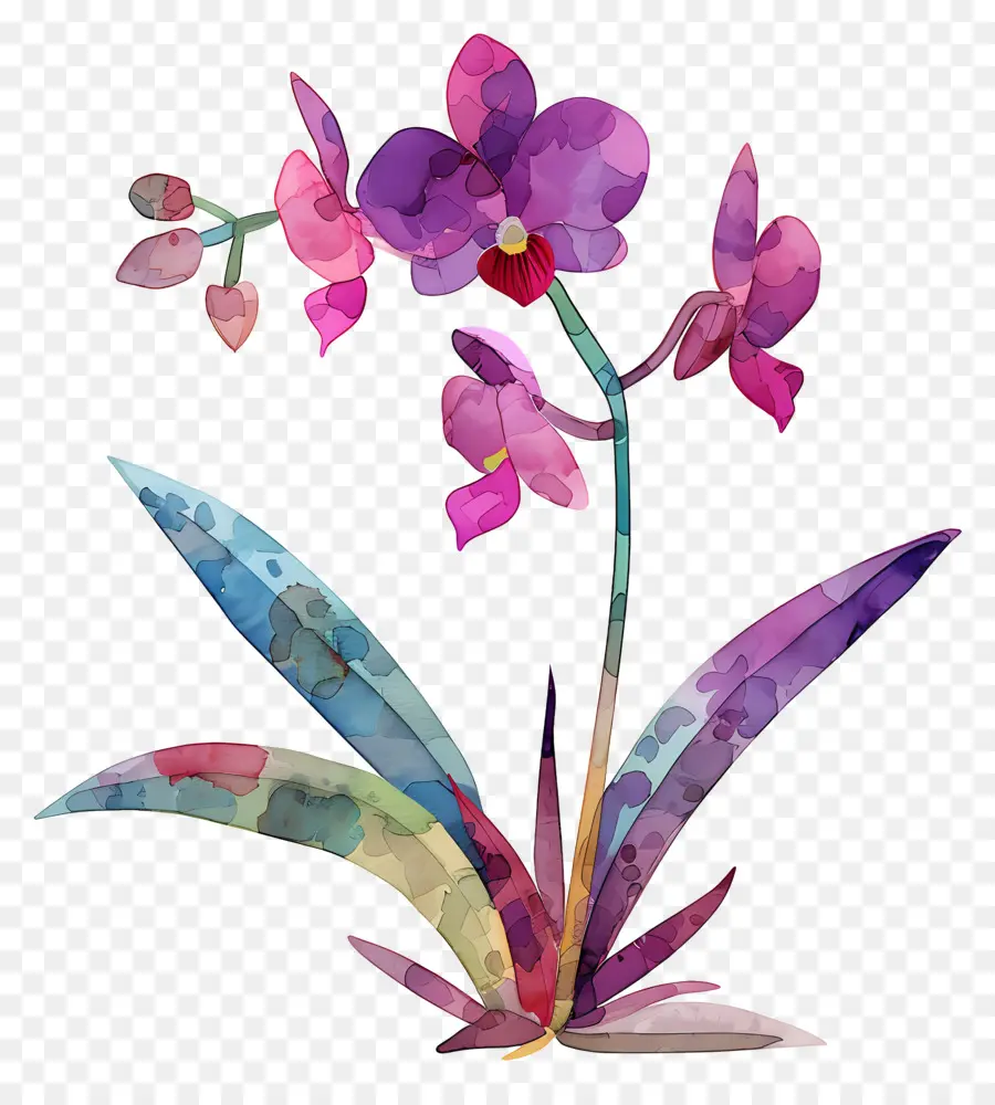 орхидея，акварельная живопись PNG