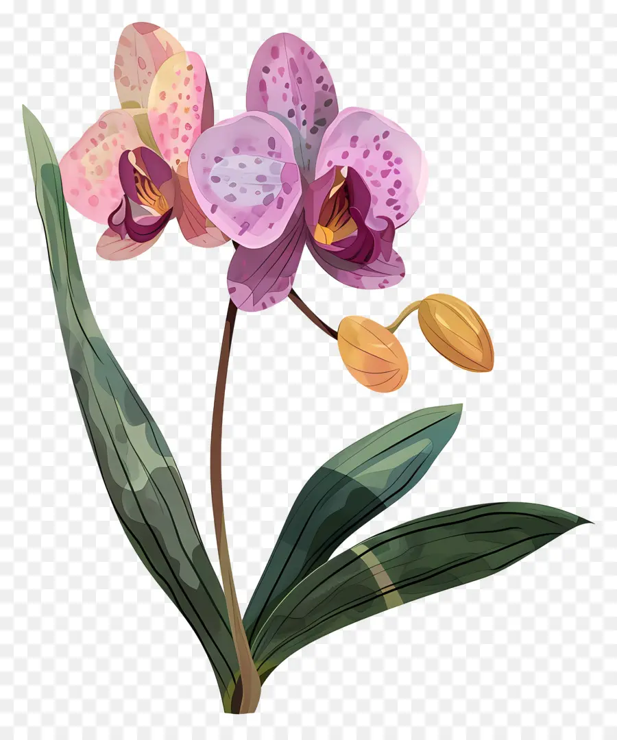 орхидея，мультипликационная орхидея PNG
