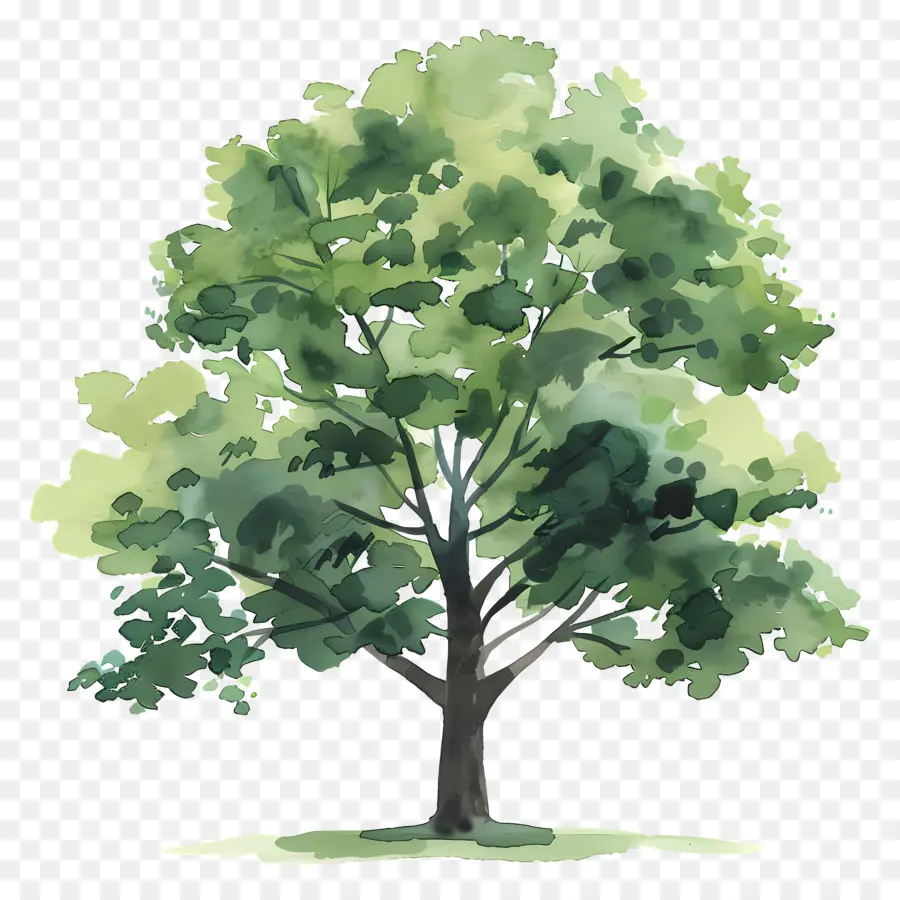 Oak Tree，лиственное дерево PNG