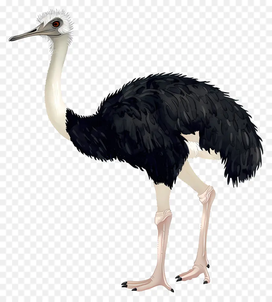 страусиная，Птица PNG