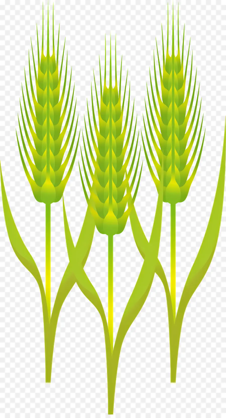 Пшеницы，Завод PNG