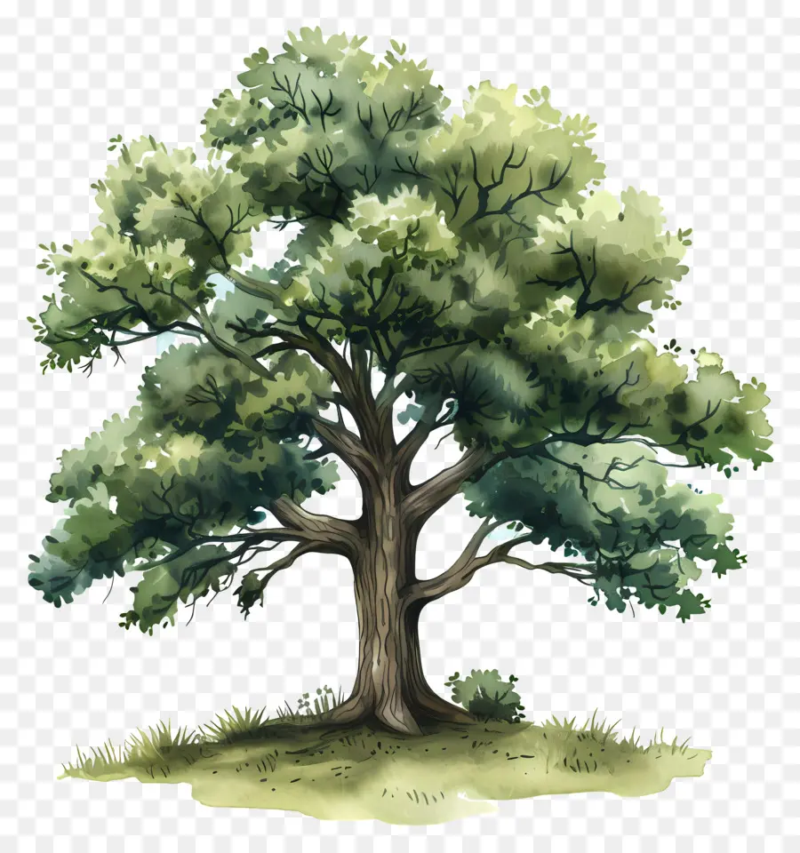 Oak Tree，зеленые листья PNG