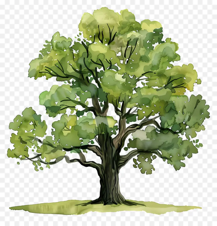 Oak Tree，природа PNG