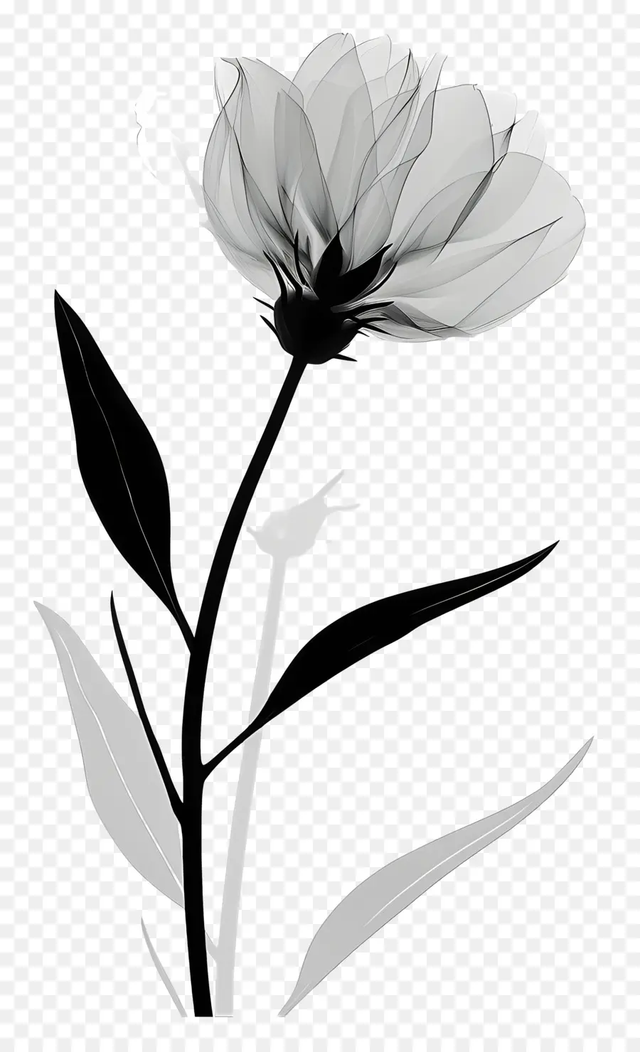 цветок силуэт，Белая камелия PNG
